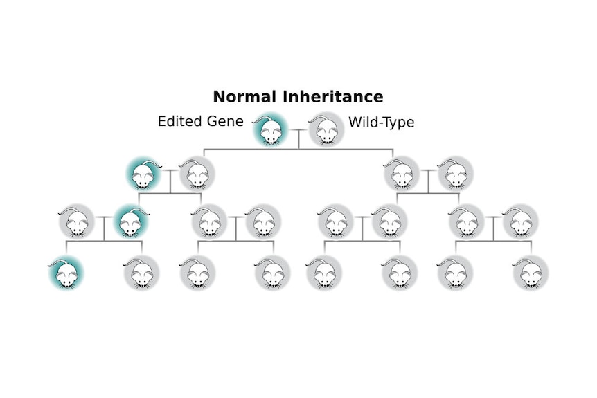 A diagram showing the normal inheritance pattern of an edited gene.