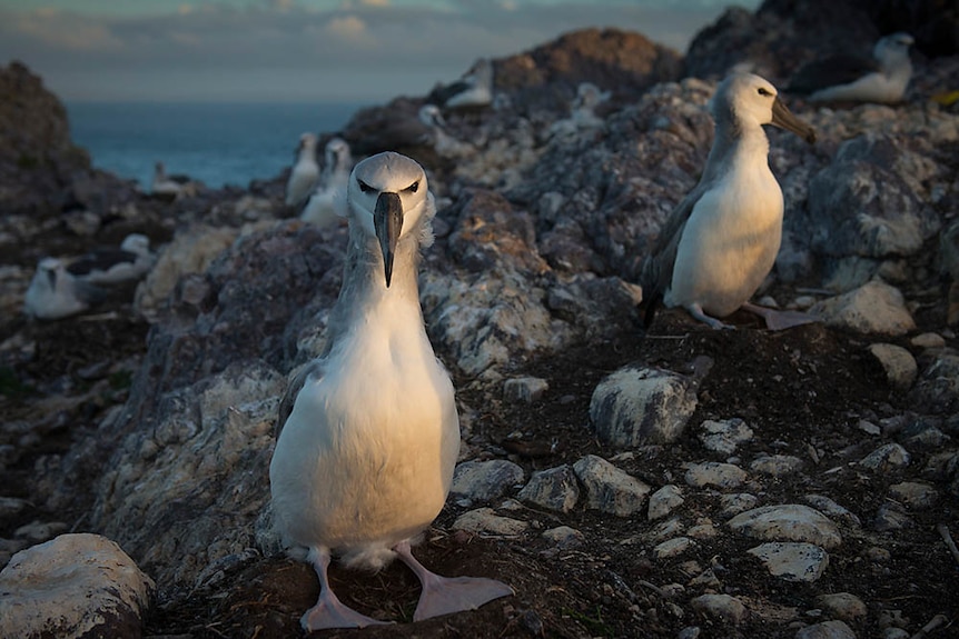 shy albatross late