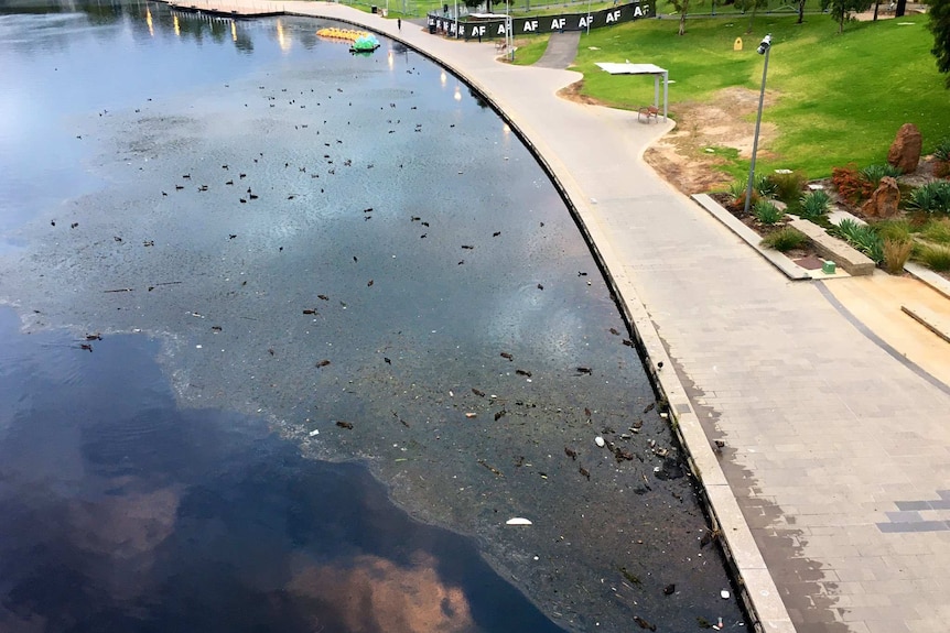 River Torrens in front of the Adelaide Festival Centre