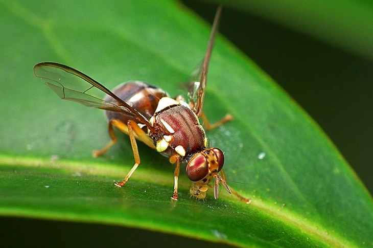 A small reddish-brown Queensland fruit fly sits on a green leaf