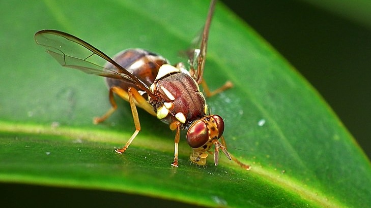 A closeup of a fruit fly on a leaf.