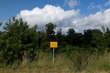 Long grass surrounds a yellow sign post 