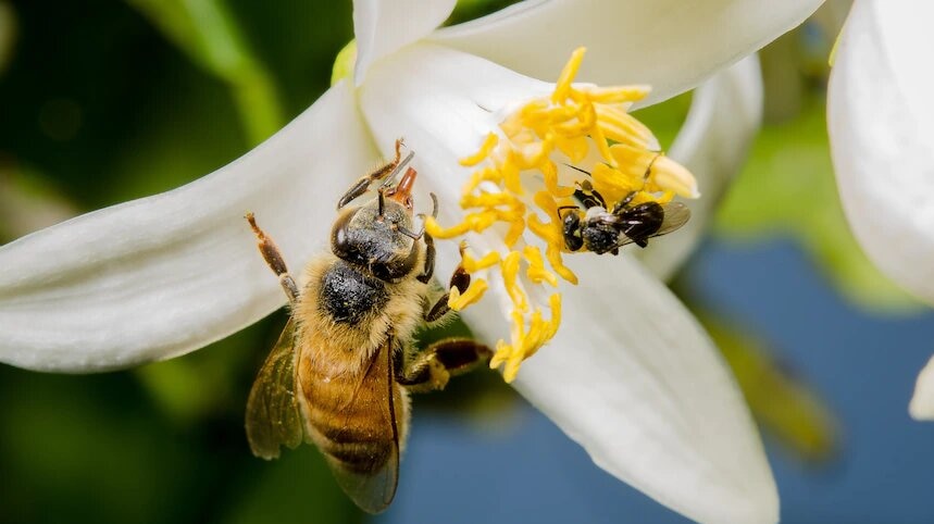 a honeybee sits on a white flower