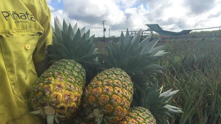 Pinata pineapples
