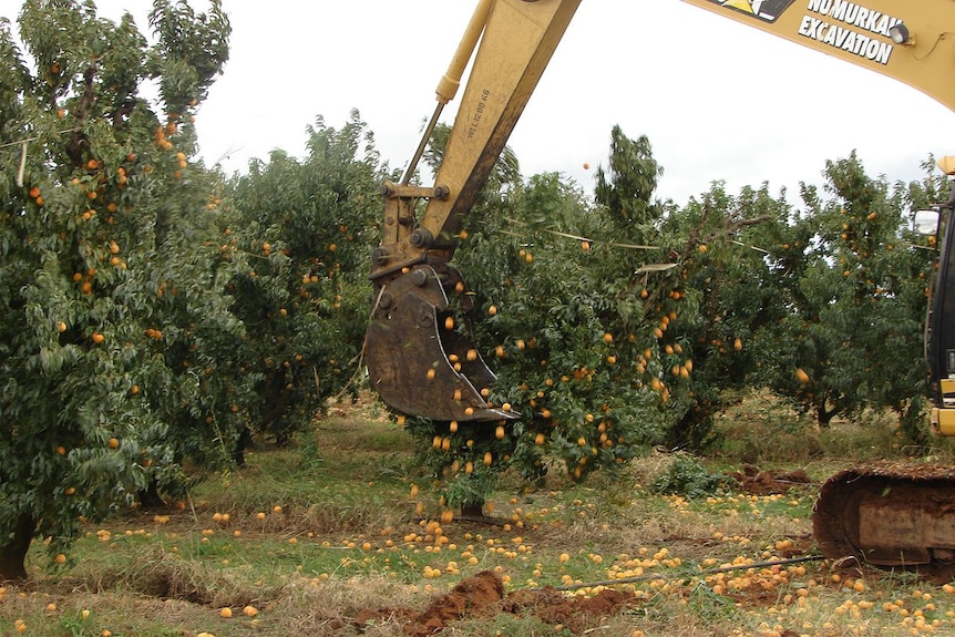 Peaches fall off a tree as its knocked to the ground.