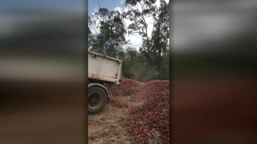Farmers forced to dump strawberry stocks after needle contamination scandal