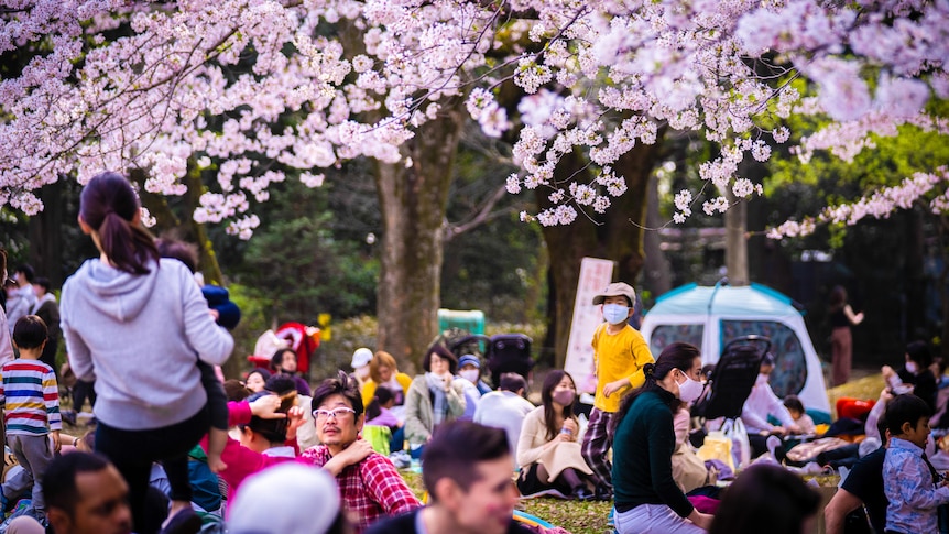 Japanese people sitting in a park under pink cherry blossom trees