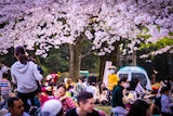 Japanese people sitting in a park under pink cherry blossom trees