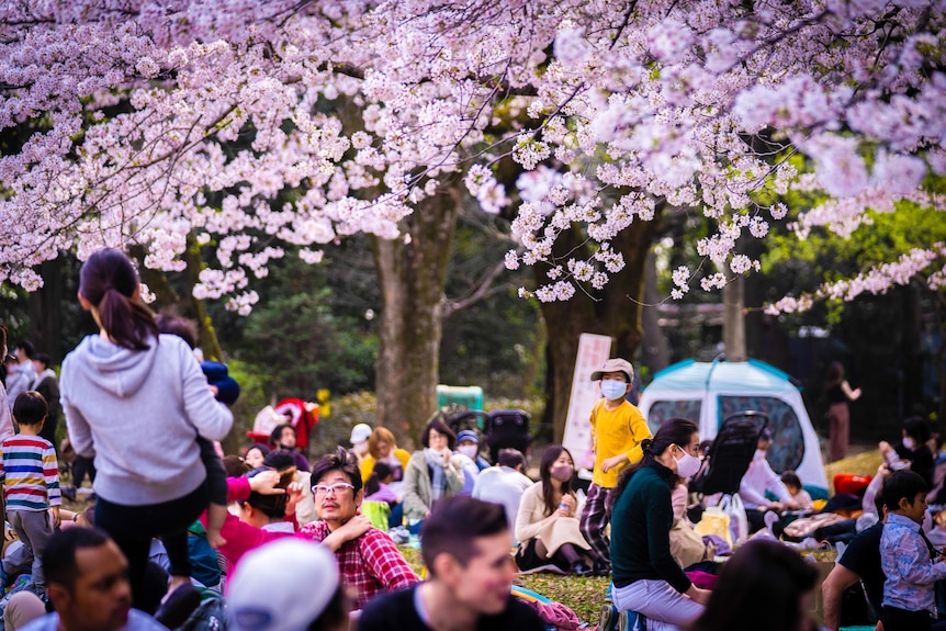 Japanese people sitting in a park under pink cherry blossom trees