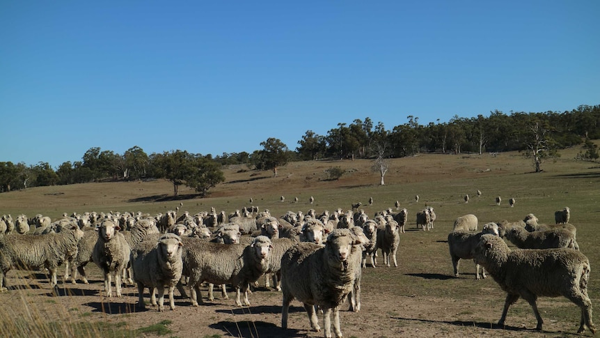 a mob of sheep in a dry paddock