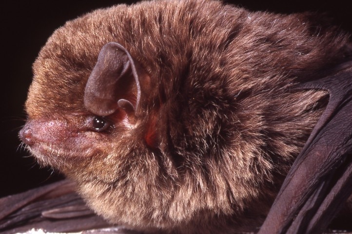 Close up of a bent wing bat