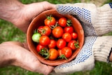 Two pairs of hands hold a small bowl with red and green cherry tomatoes.