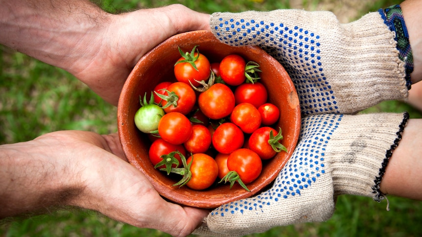 Two pairs of hands hold a small bowl with red and green cherry tomatoes.