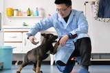 A rather cute little dog holds its paw up to interact with a man in crocs and scientists gear.