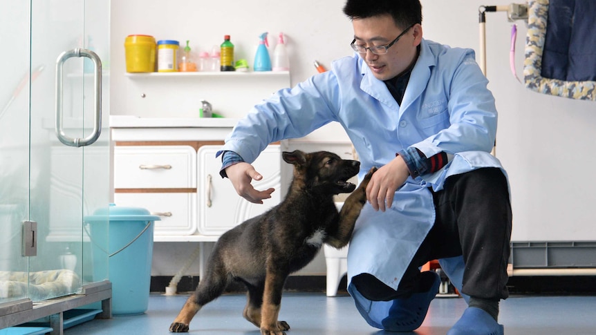 A rather cute little dog holds its paw up to interact with a man in crocs and scientists gear.