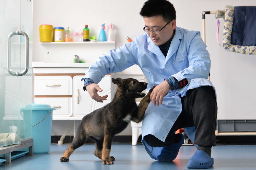 A rather cute little dog holds its paw up to interact with a man in crocs and scientists gear.