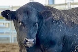 A large, dark-coloured bull in a pen.