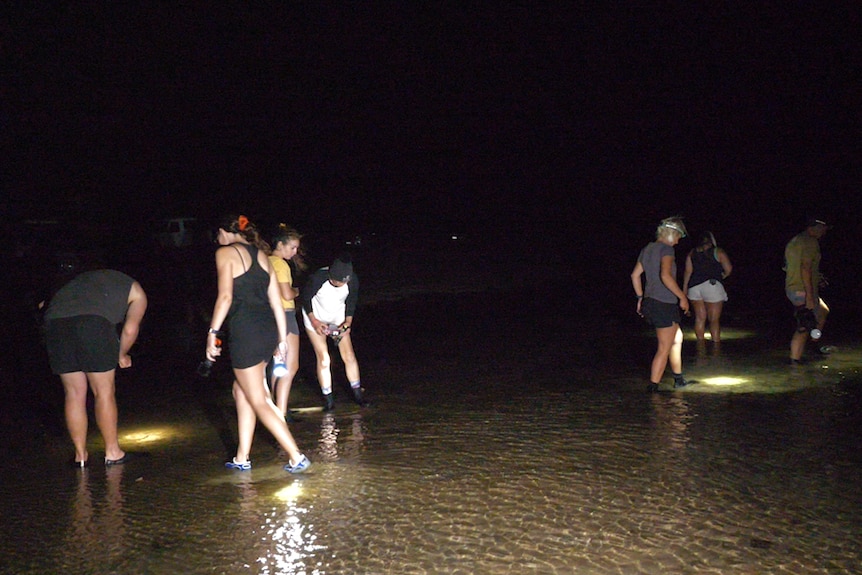 A group of people walking in ankle-deep water at night, using torches to inspect under the surface.