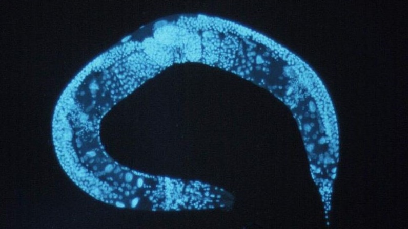 A roundworm glows blue