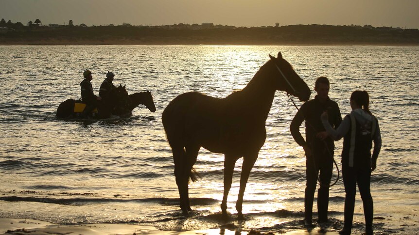 Two horses work on the beach in Warrnambool