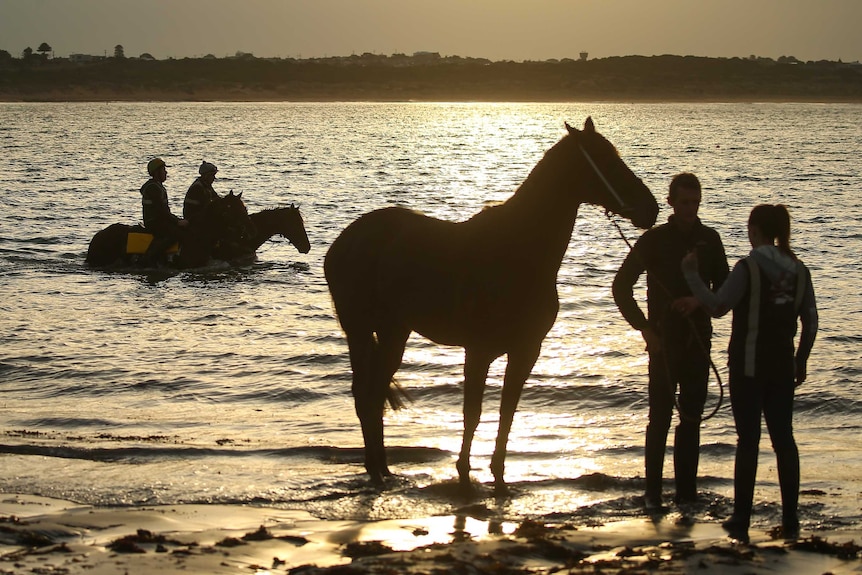 Two horses work on the beach in Warrnambool