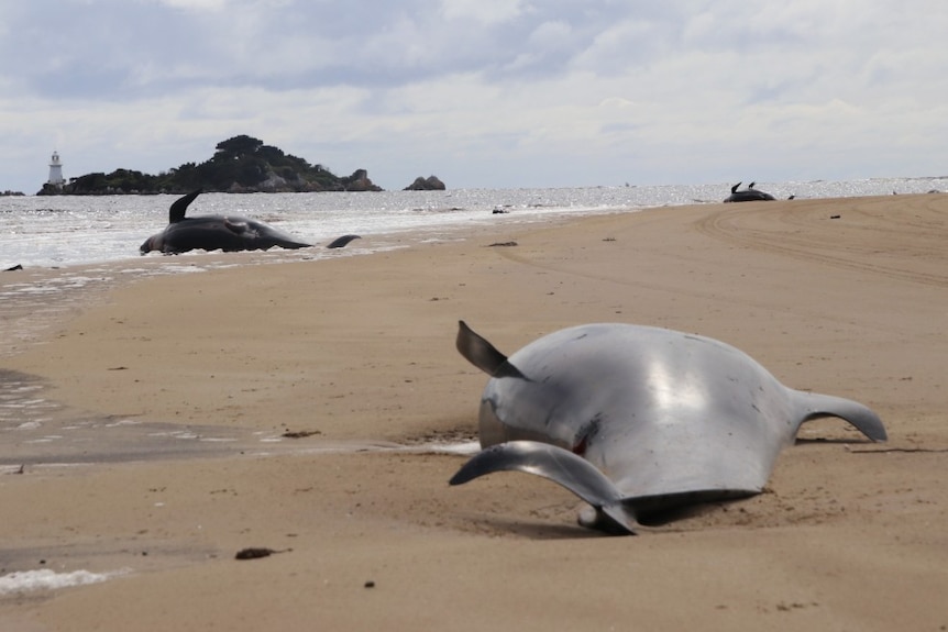 Whale carcasses strewn on a beach in Tasmania after a mass stranding