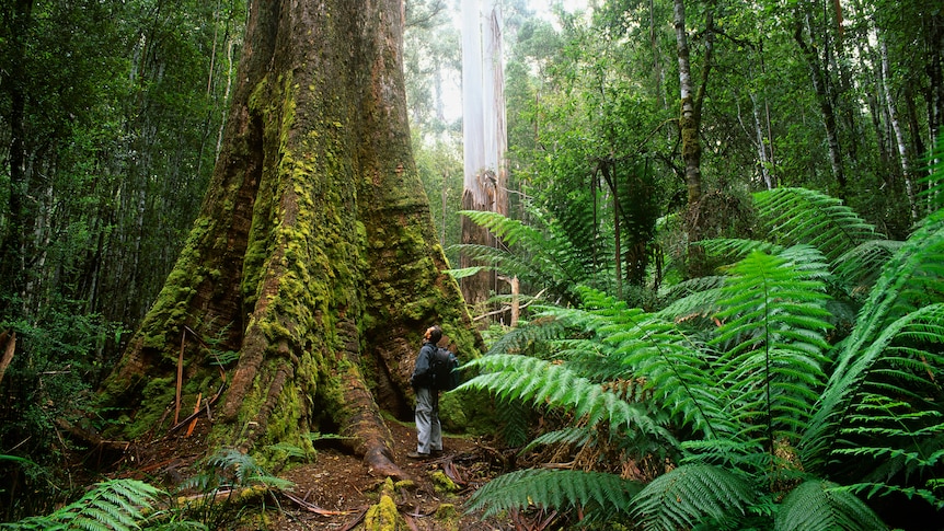 Hiker looking up from the base of an enormous tree trunk, trunk covered in moss, large ferns nearby