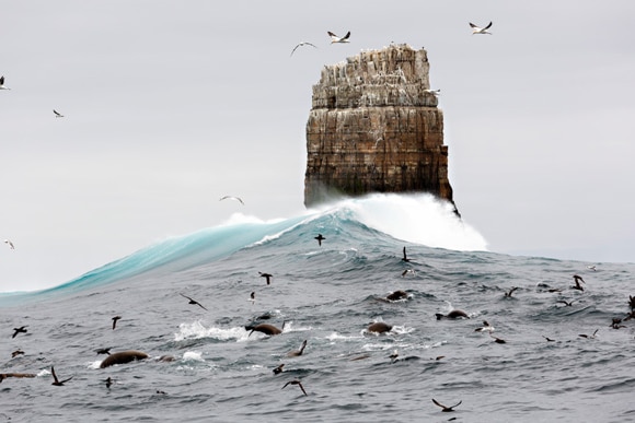 Feeding frenzy at Pedra Branca