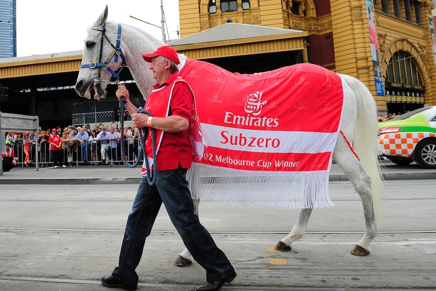A grey horse is led by a handler on a street walk in Melbourne.