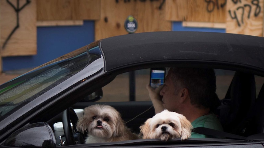 Dogs look out of a vehicle , graffiti in the background reads "irma you suck"