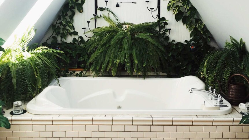 Empty bathtub ringed by potted ferns and other indoor plants to depict how to keep plants alive while away on holiday.
