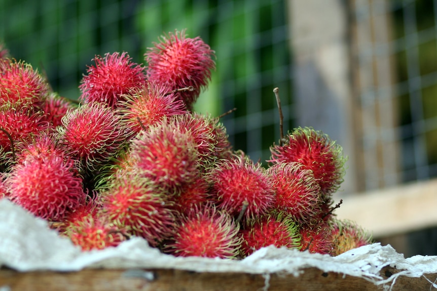 A small stack of rambutans rest on top of white parchment or material near grided fence and greenery outdoors.