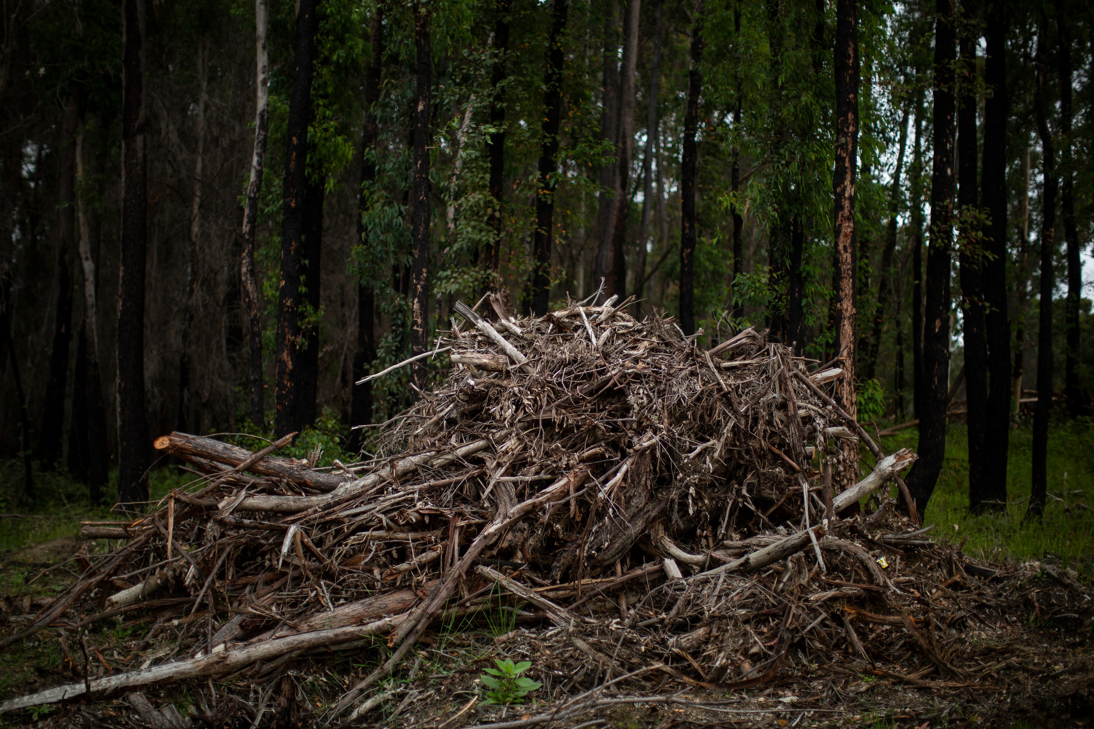 A large pile of branches sits in the middle of a dark forest.