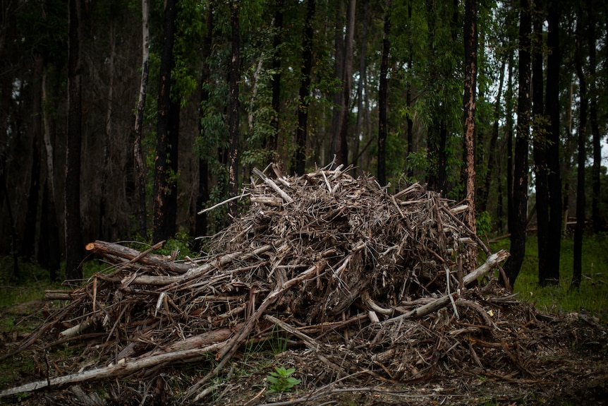 A large pile of branches sits in the middle of a dark forest.