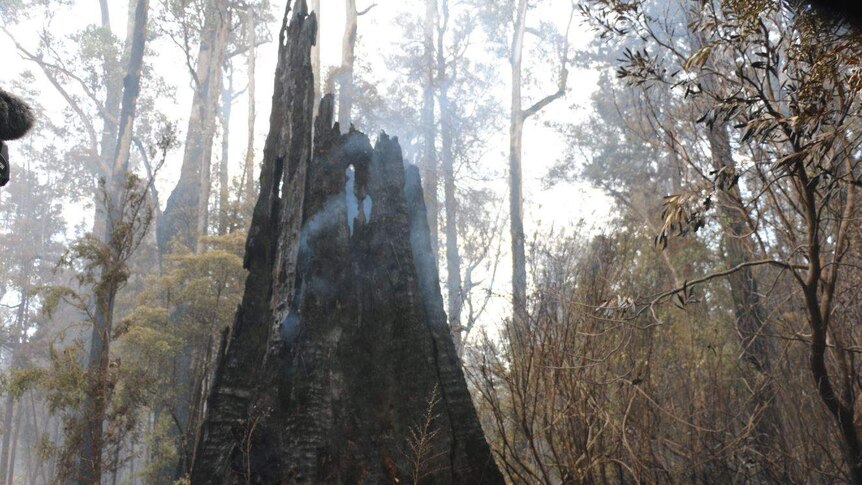 One of the huge trees at the Tahune Airwalk in southern Tasmania that has been destroyed by fire.