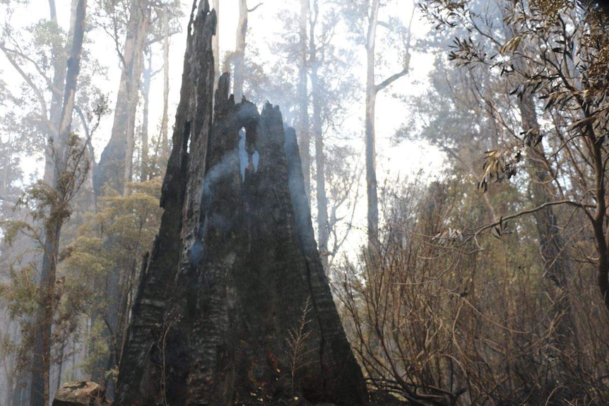 One of the huge trees at the Tahune Airwalk in southern Tasmania that has been destroyed by fire.