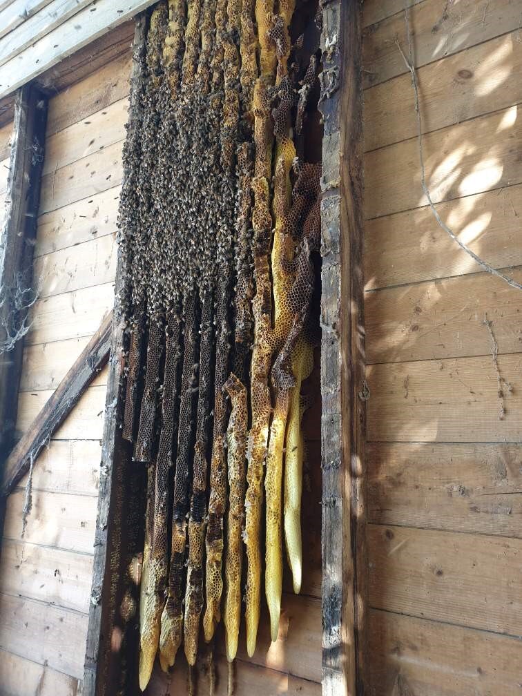 A tall beehive attached to a weatherboard house frame