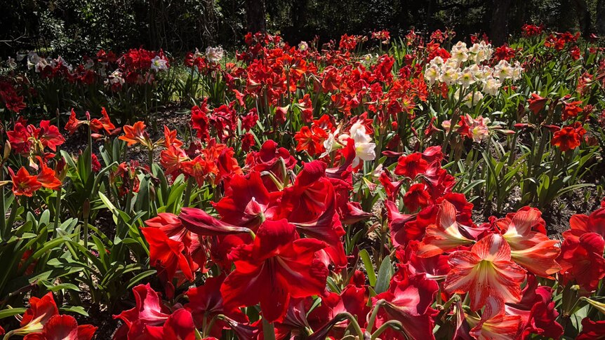 A display of red and white flowers in a garden