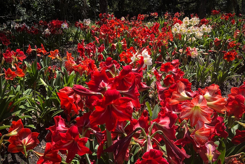 A display of red and white flowers in a garden