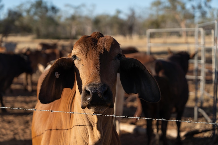 A cow stands with her head over a barbed wire fence.