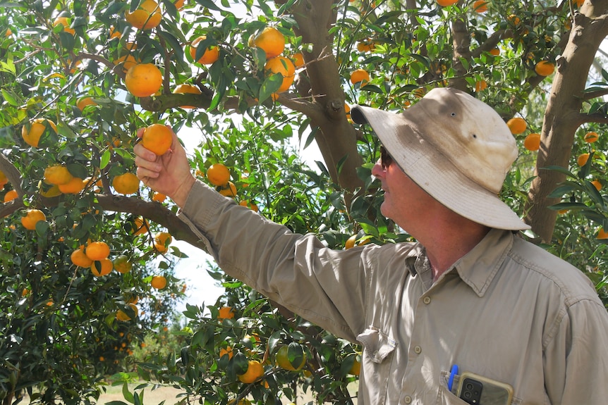male citrus grower looking and holding a mandarin on a tree