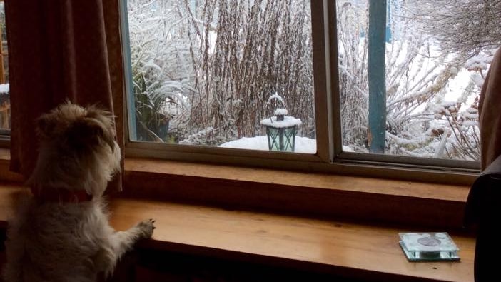 A dog looking at snow out the window at Craigie.