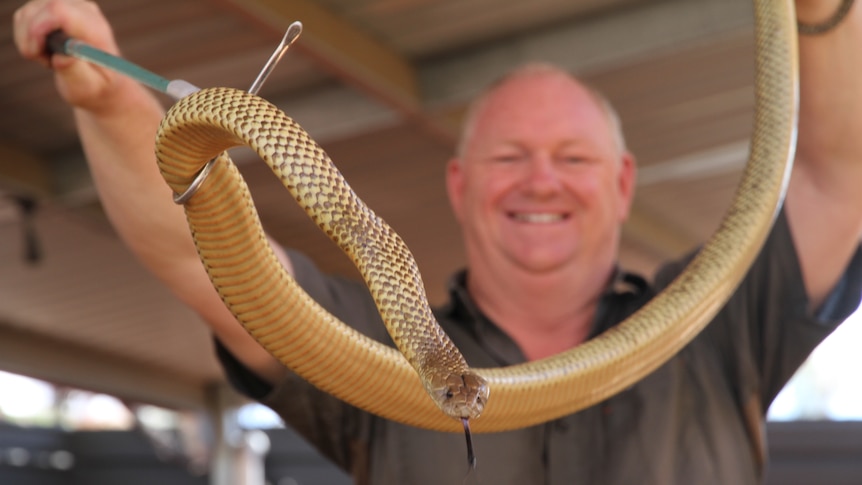 A man smiles as he holds a brown and gold snake.
