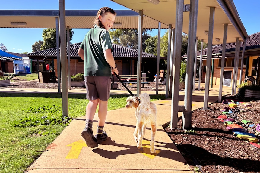 A young boy walks side-by-side with a small white dog