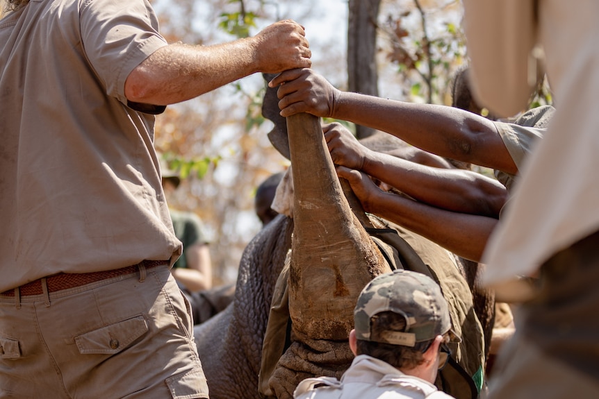 Handlers move a rhino.