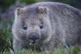 Wombat close up