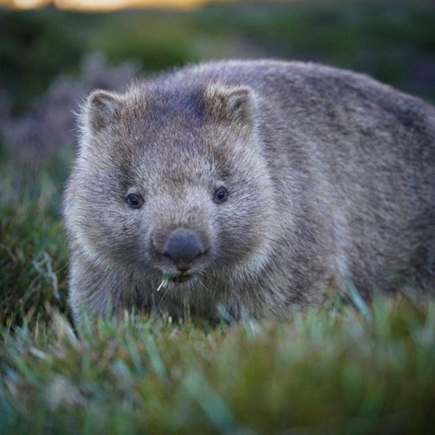 Wombat close up