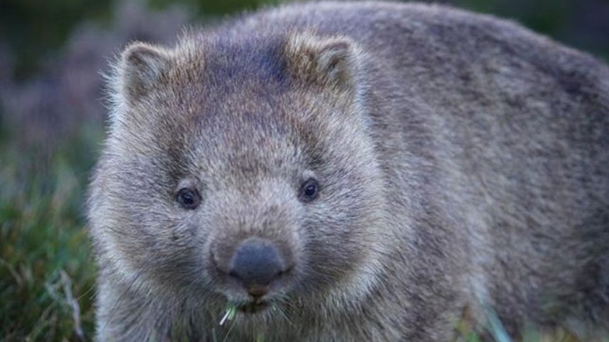 Wombat water hole proving popular in drought-ravaged Hunter Valley - ABC  News