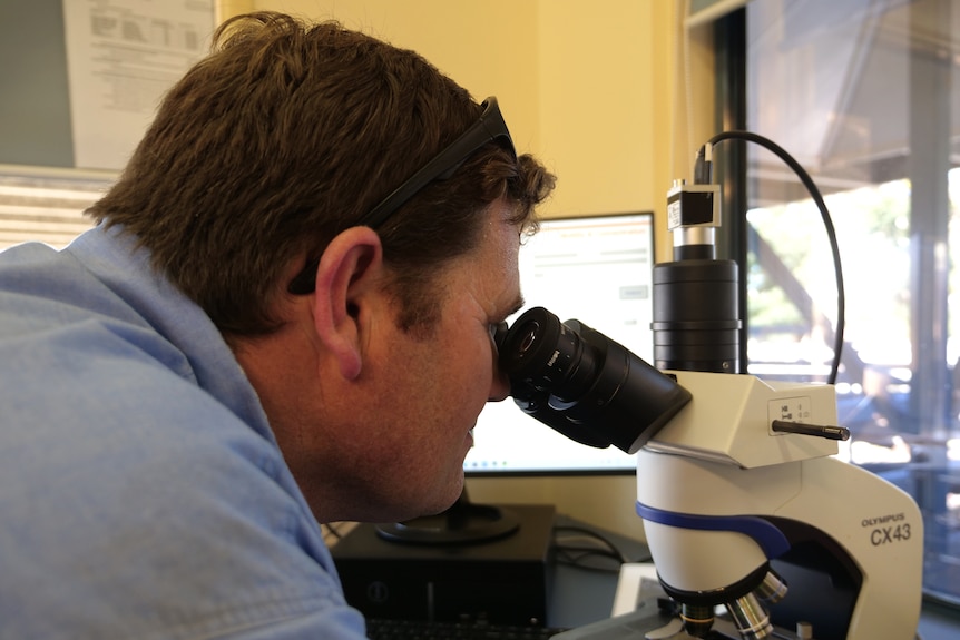A man is looking intently into a microscope, his computer is open behind him with the results