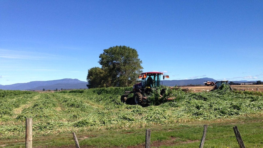 Hagley sorghum maze being cut down